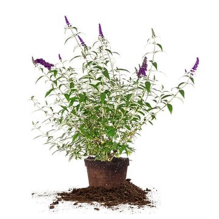 Pollinator Magnet Low Black Gal. 3 Knight - Butterfly Bush - Maintenance