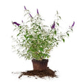 Pollinator Magnet Low Black Gal. 3 Knight - Butterfly Bush - Maintenance