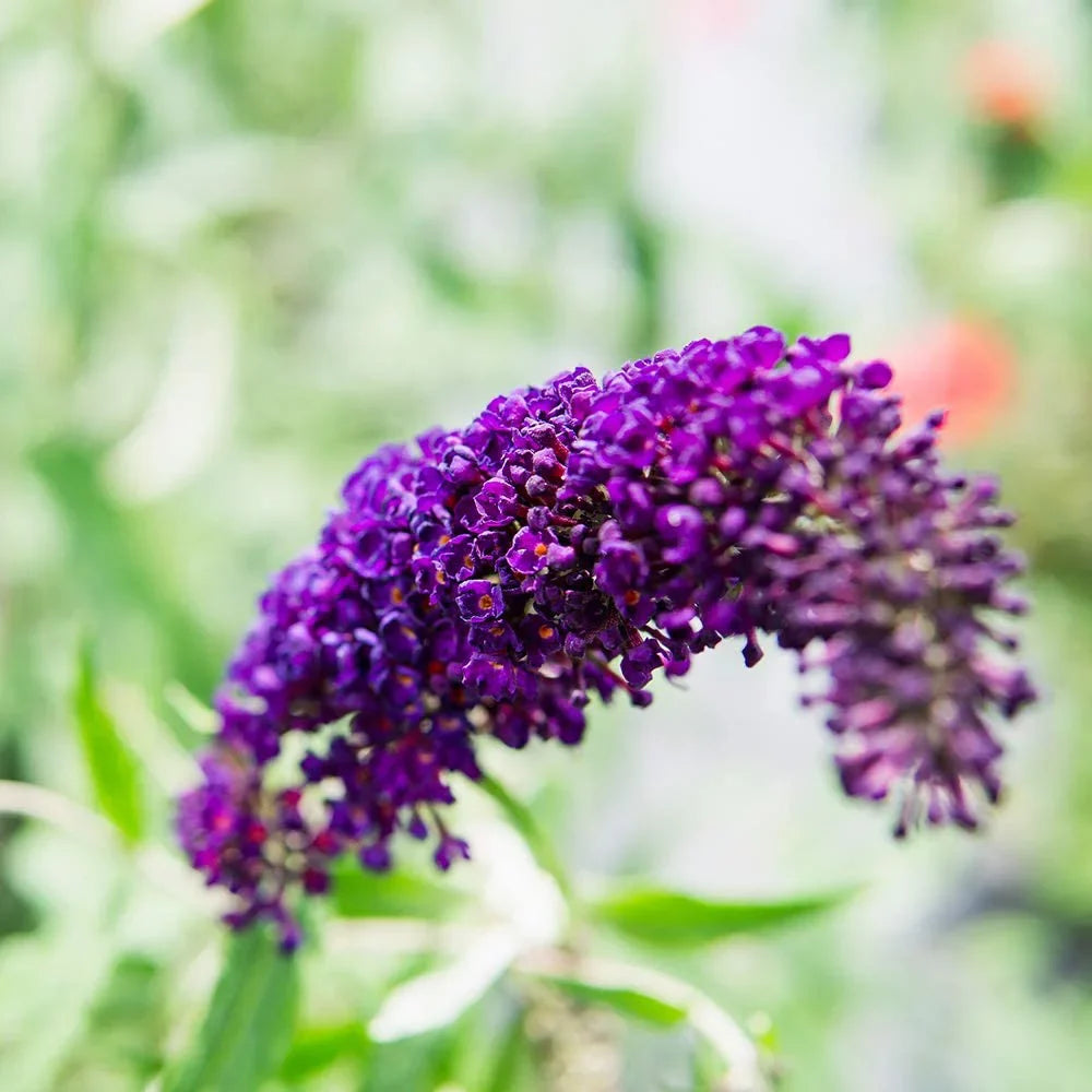 Pollinator Magnet Low Black Gal. 3 Knight - Butterfly Bush - Maintenance